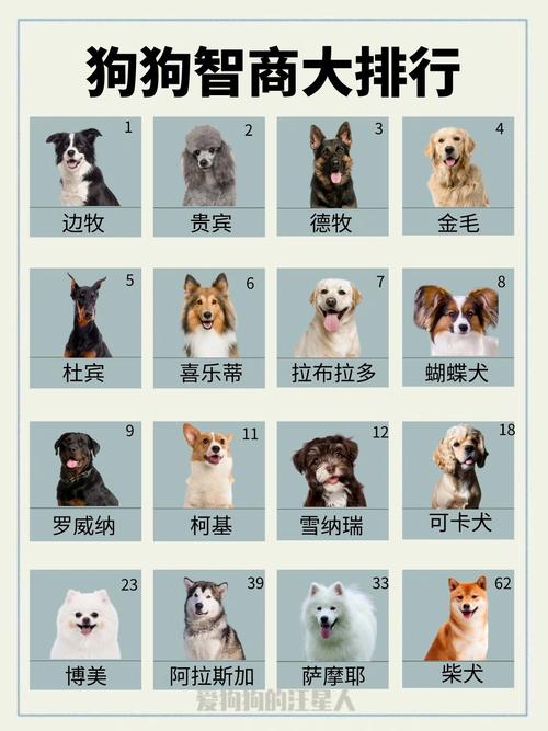 哪个品种的狗狗最忠诚、最聪明?