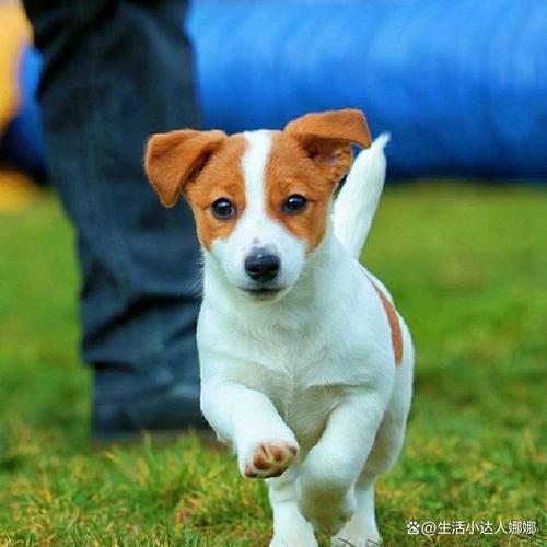 哪一种狗狗最聪明最可爱比较好养?