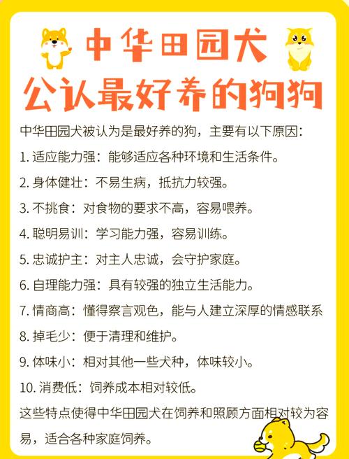 哪种狗狗最聪明,世界公认的前十聪明犬