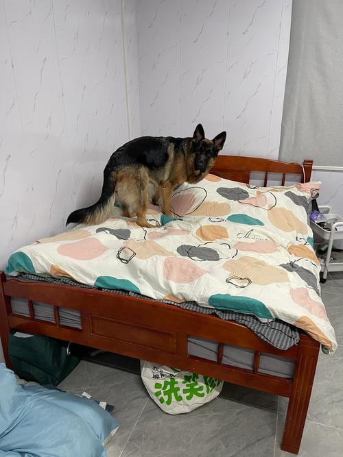 狗狗半夜拉屎要警惕什么