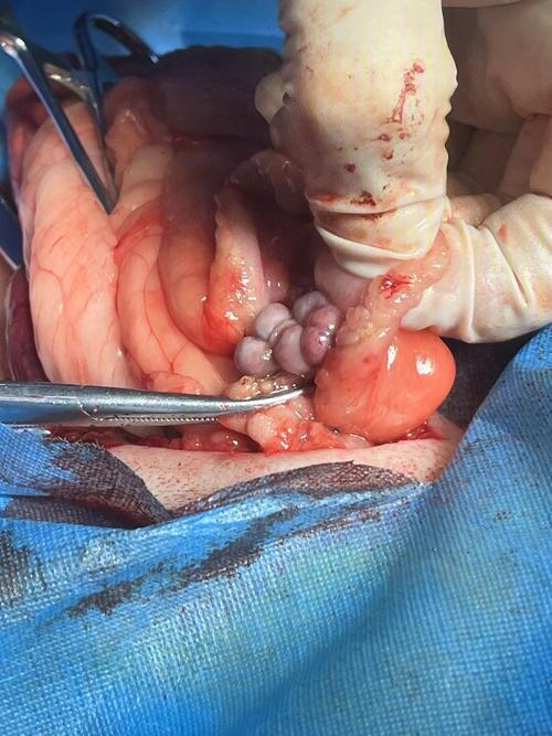 狗狗卵巢囊肿治疗方法