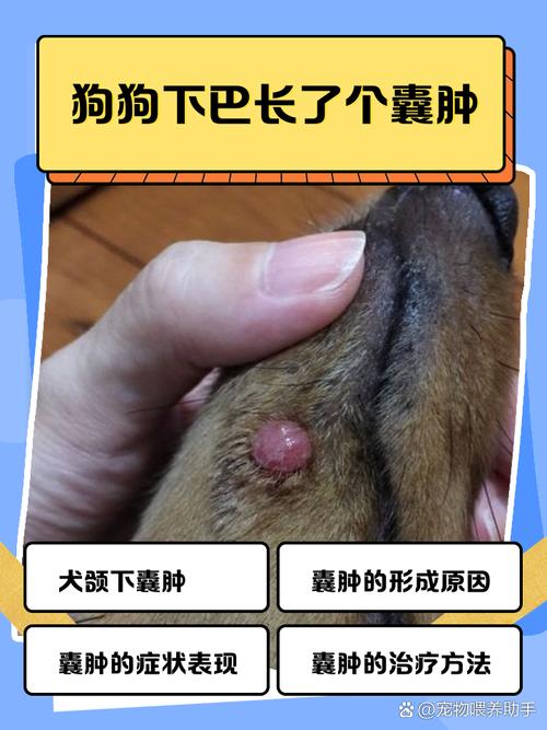 狗颌下腺囊肿能自愈吗