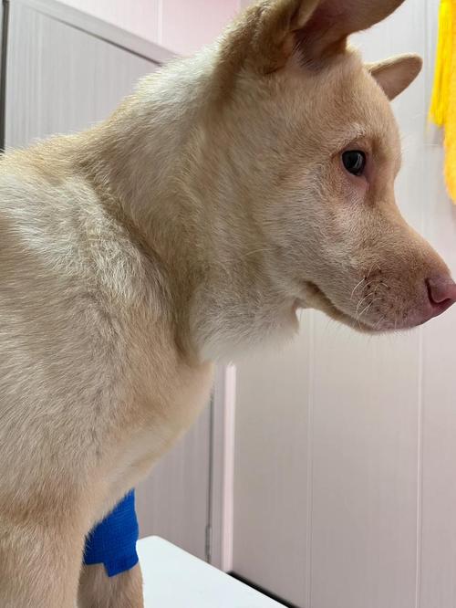 狗狗下颚囊肿会自愈吗