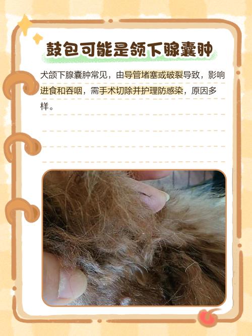 狗狗脖子上鼓软包能自愈吗