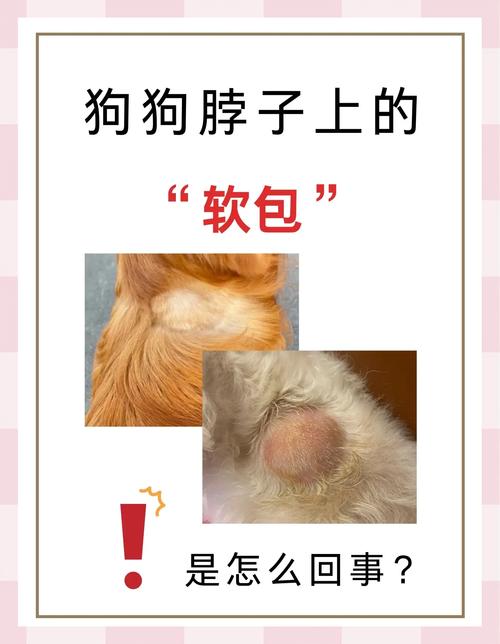狗狗皮下囊肿