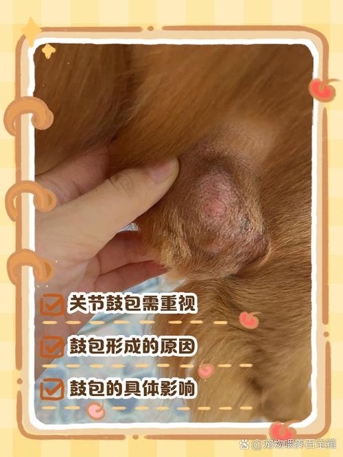 狗狗关节囊肿会自愈吗