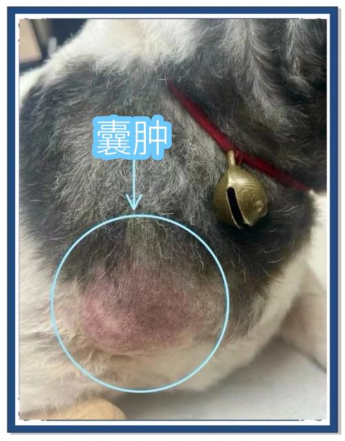 狗狗子宫囊肿能自愈吗