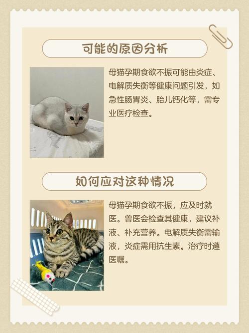 母猫怀孕50天不吃不喝