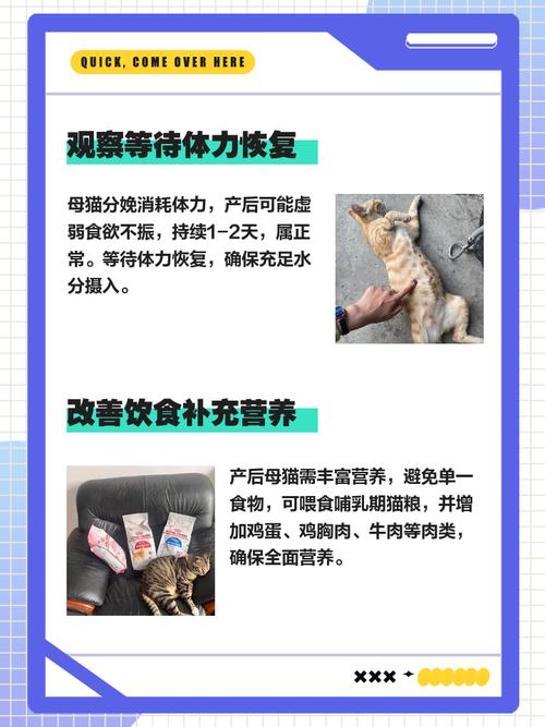 猫怀孕了不吃饭怎么办