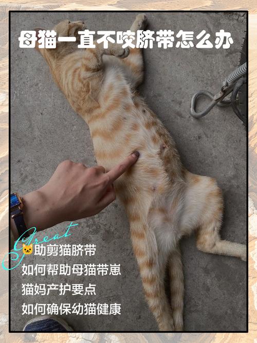 猫咪怀孕好几天不吃饭
