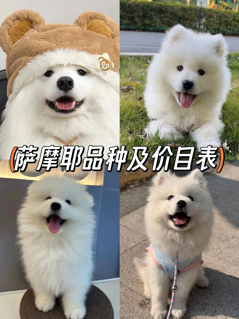 萨摩耶犬多少钱一只?软乎乎修狗必须带回家