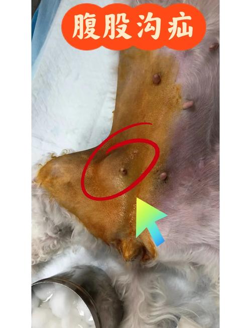 狗狗有疝气,多大可以做手术,大概要多少钱呢?