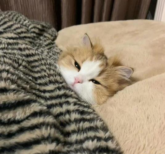 猫睡觉需要盖被子吗?