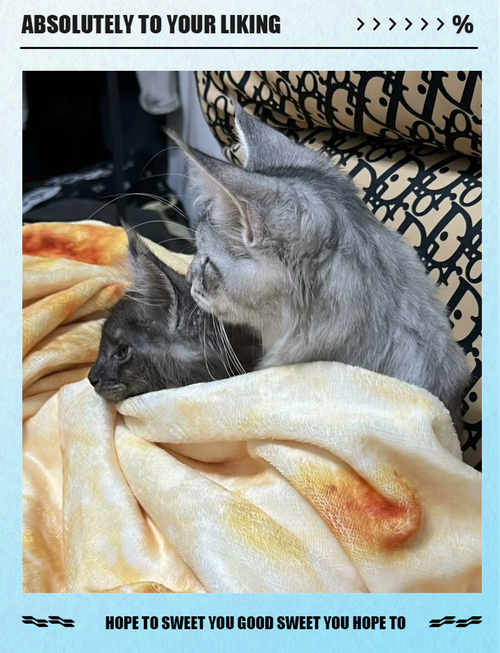 猫咪为什么不用盖被子睡