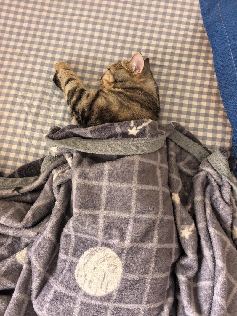 猫咪为什么不用盖被子睡觉