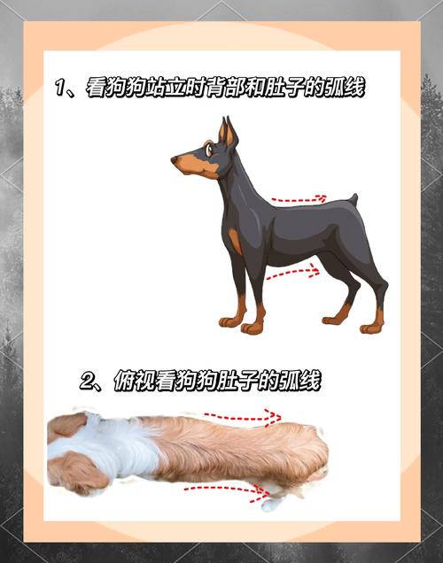 狗狗的品种该怎么看?