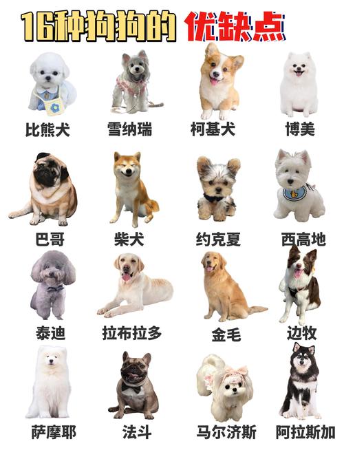 狗狗品种怎么看
