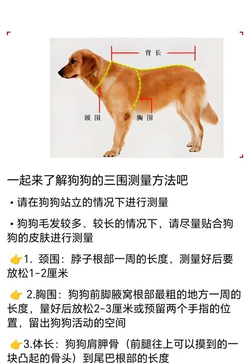 怎么识别图中的狗狗种类?