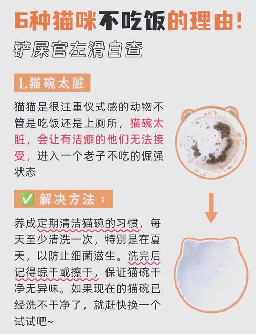 猫咪不拉屎,吃饭怎么办?