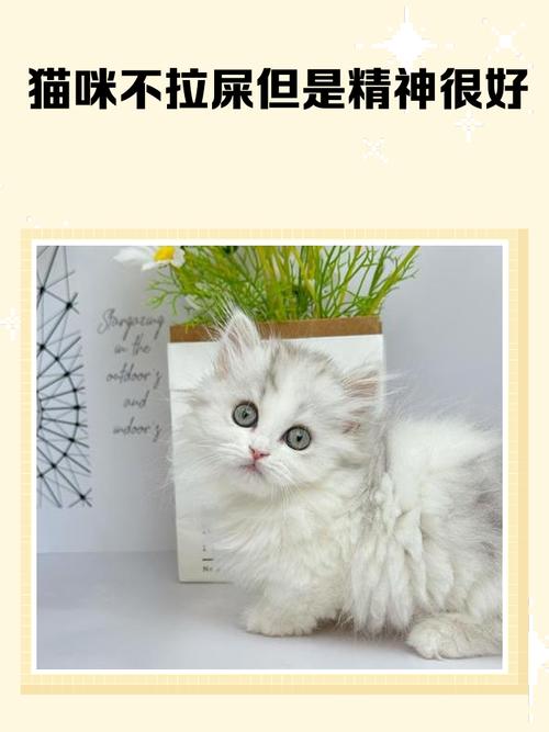猫吃喝正常就是不拉屎怎么回事