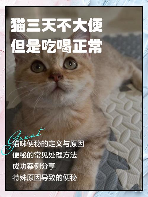 猫光吃不拉屎