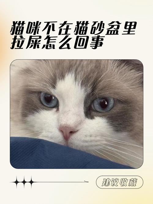 猫吃喝正常就是不拉屎