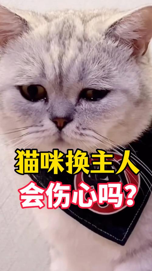 猫咪换主人会怎么样?