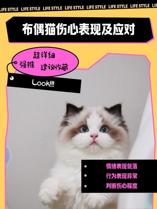 养猫时间长了,中途将它送人,它会难过吗?