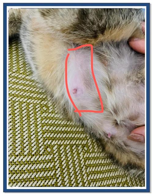 断奶母猫乳房有特别大硬块怎么回事