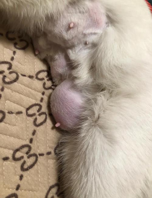 猫咪乳房有硬块外面皮肤青紫是怎么回事