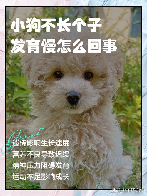 狗狗发育迟缓长的慢怎么办6个月了不怎么长了?
