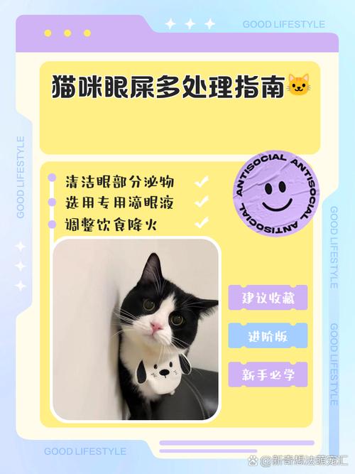 猫咪天天都有黑色结痂眼屎,是什么原因