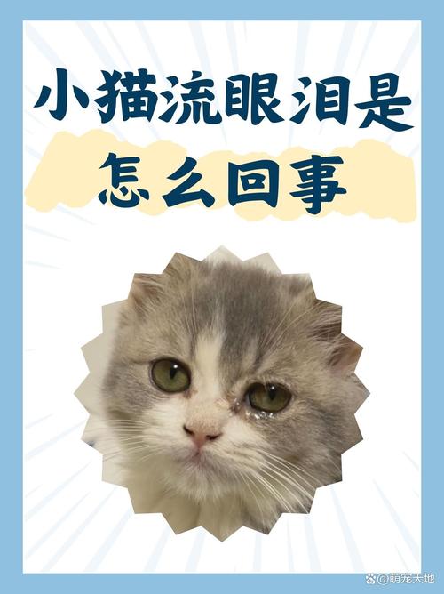 猫咪有一只眼睛总有眼泪跟眼屎,还臭臭的,是咋回事吖?