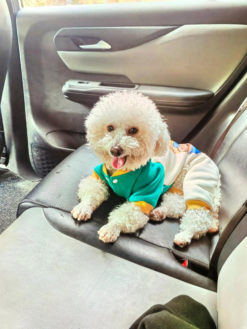 狗狗可以坐车吗