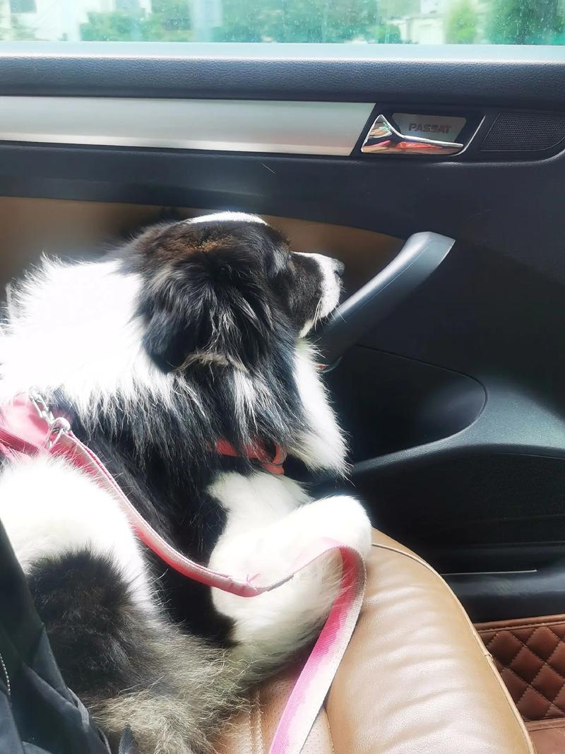 长途怎么带狗回家