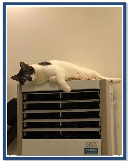 天气太热猫咪会怎么样