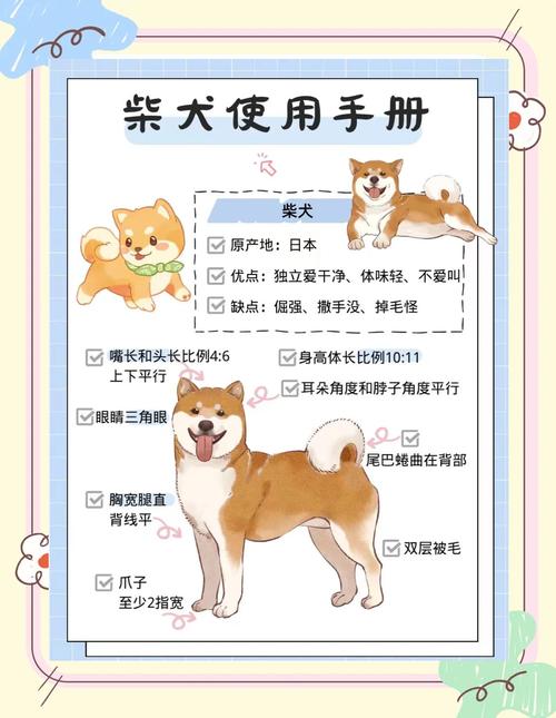 七个月柴犬一天吃几顿?喂养小柴犬要注意哪些事项?