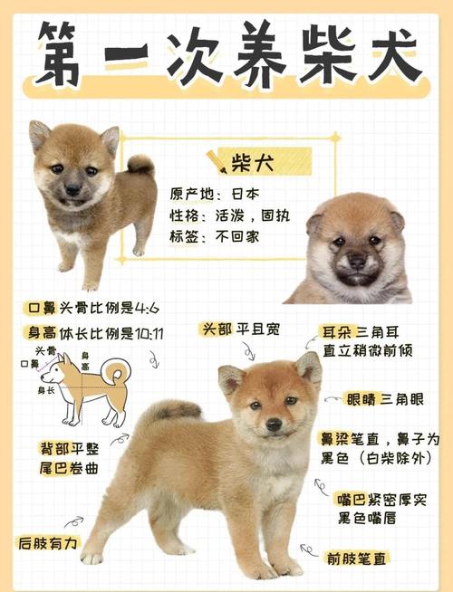 泰迪一天喂食一顿可以么