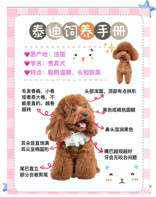 7个月拉布拉多犬每天吃几顿饭