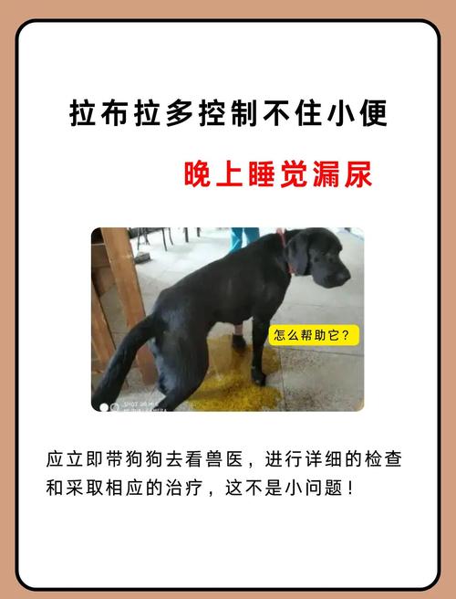 狗狗在家硬憋尿不肯拉怎么办