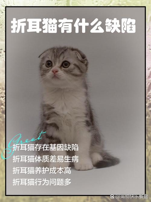 折耳猫为什么不能养