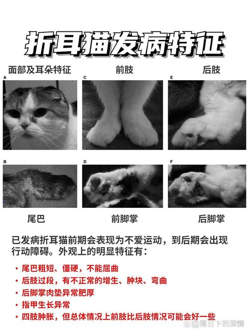 猫折耳是一种病吗