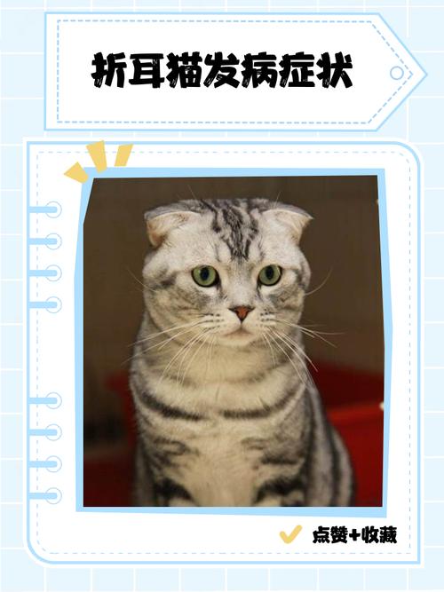“折耳猫”天生就有缺陷,费钱费力,劝你比较好别碰