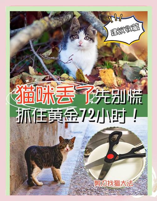 猫咪走丢了教你一招就能找回来
