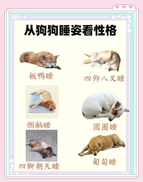 满月狗狗为什么天天睡觉