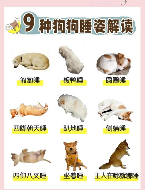 狗狗两个多月很嗜睡,怎么回事?