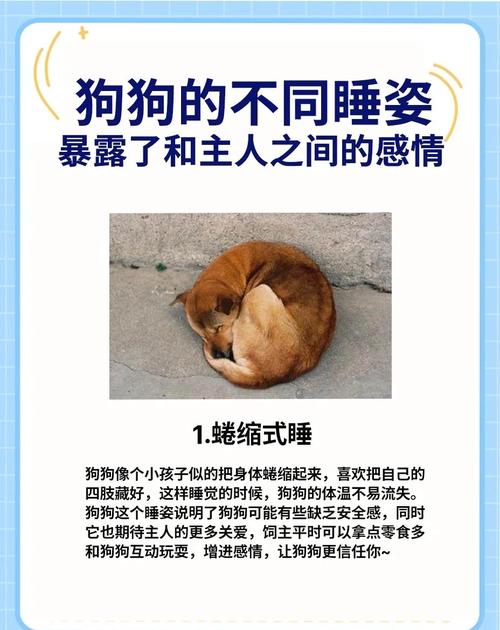 狗狗为什么夏天老睡觉