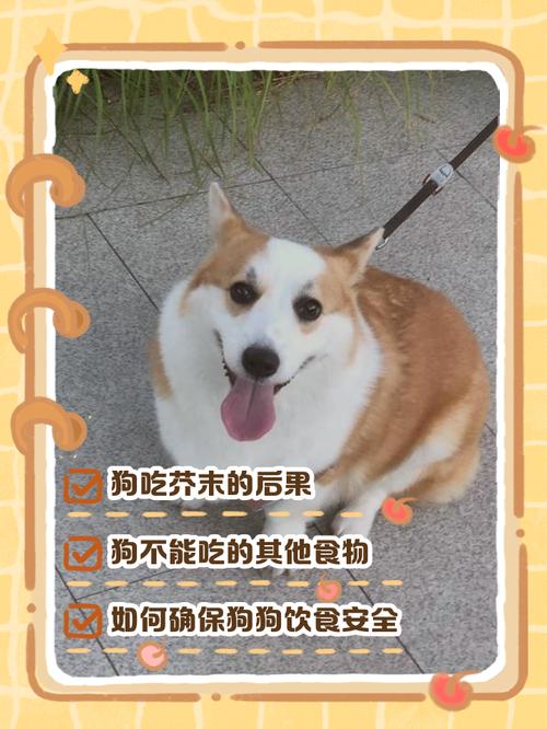 为什么狗狗不能吃芥末