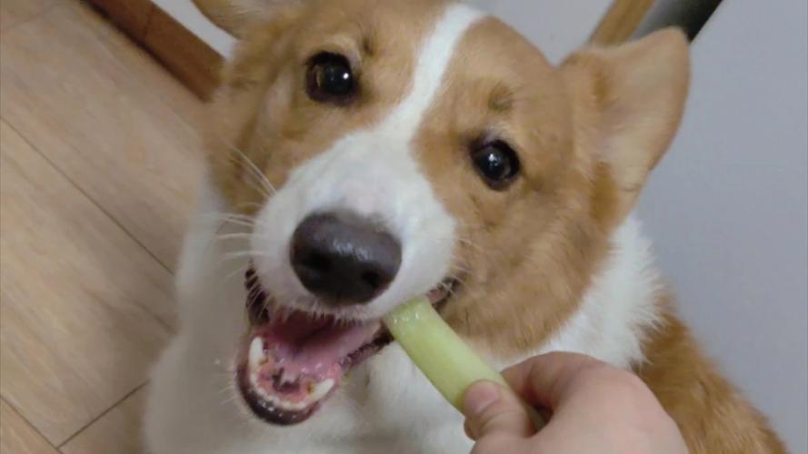 狗子可以吃芥末么