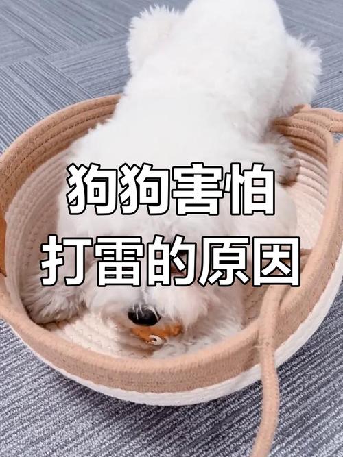 狗狗害怕打雷一直喘气